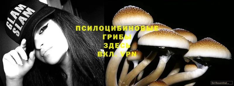 Галлюциногенные грибы MAGIC MUSHROOMS  магазин продажи   Иннополис 